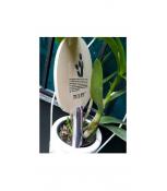 Tulpe 2 lớp carbon