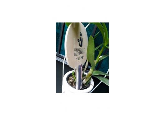 Tulpe 2 lớp carbon